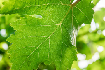 Green leaf vein textured full frame shape of grape vine