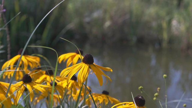 Rudbeckia hirta flowers blossom in garden still life video background