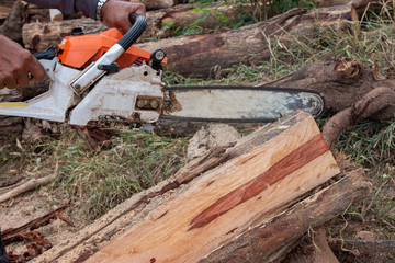 The worker works with a chainsaw. Chainsaw close up. Woodcutter saws tree with chainsaw. Man cutting wood with saw, dust and movements.