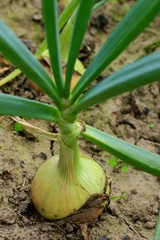 Obraz premium Green onions growing in the garden. Vegetable in the ground ready for harvest. Organically grown onions. Food, crop, vegetarian concept.