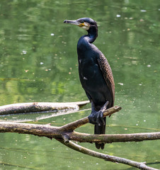 The great cormorant, Phalacrocorax carbo sitting on a branch