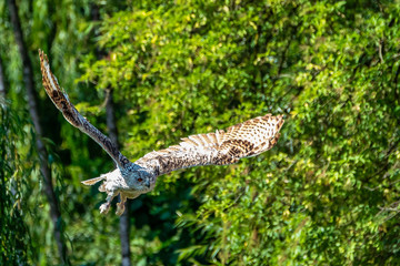 Eurasian Eagle Owl, Bubo bubo in a german nature park