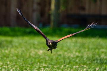 Harris's hawk, Parabuteo unicinctus, bay-winged hawk or dusky hawk