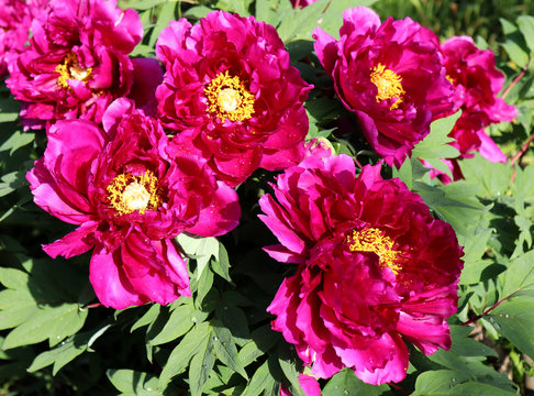 Picture showing a close-up of pink peony flowers blurred background. Beautiful perennial blooming shrub.