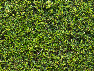 green leaves background