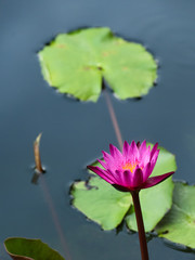 Pink lotus in the pond