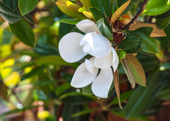 Beautiful white flower on a tree