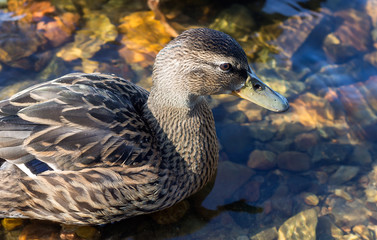 Mallard,close-up,swims in clear,clear lake water