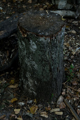 Felled birch stump stands on the ground in autumn leaves