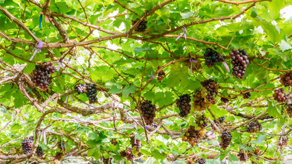 Branch of red wine grapes