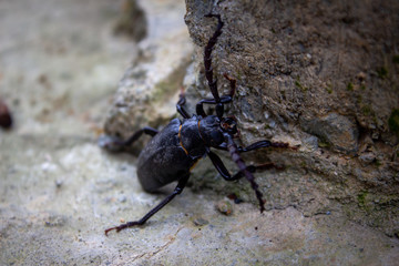 Macro bug on concrete floor