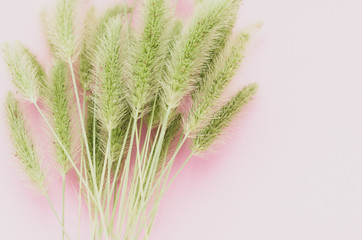 green pennisetum grass nature still life on a pink surface - plants part