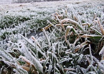 frost on grass