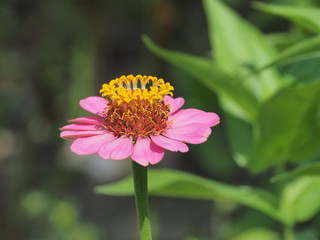 ピンク色の花