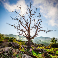 Verzweigter Baum ohne Blätter in hügeliger Landschaft mit mystischem Nebel