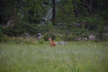 Reh, Rehbock, Wald, Lichtung, Gras, Wild, Geweih, Rotwild, Capreolus capreolus, Hirsch,...