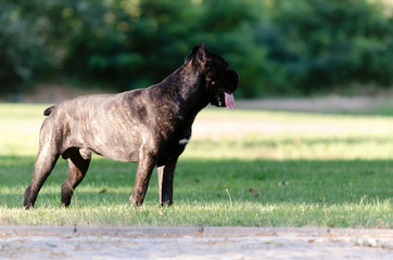 Cane corso dog in the park