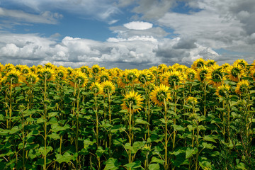 Fototapeta na wymiar sunflowers in a field on a background of clouds