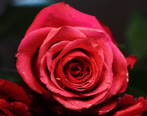 red rose on black background