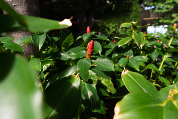 Red tropical flowers. ,Asia Thailand Bangkok