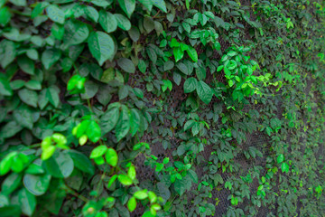 Walls with green plants covered