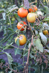 Garden tomatoes get sick by late blight.