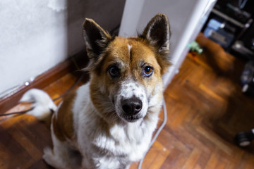 thailand dog, Thailand wolf looks cute ,