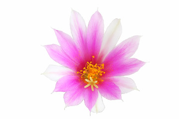 Bloom purple flowers cactus with isolated on white background