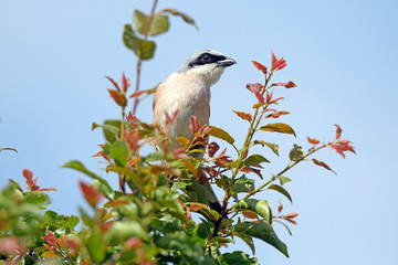 Neuntöter (Lanius collurio) - Red-backed shrike
