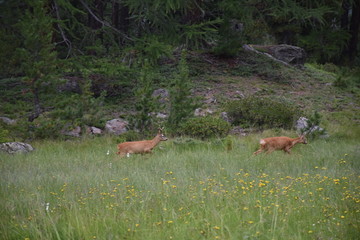 Reh, Rehbock, Wald, Lichtung, Gras, Wild, Geweih, Rotwild, Capreolus capreolus, Hirsch,...