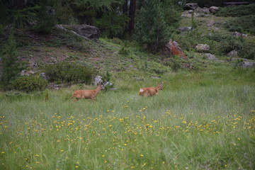 Reh, Rehbock, Wald, Lichtung, Gras, Wild, Geweih, Rotwild, Capreolus capreolus, Hirsch,...