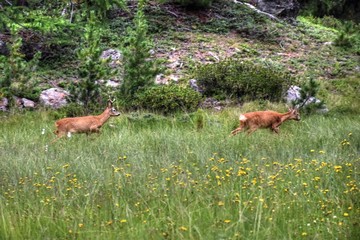 Reh, Rehbock, Wald, Lichtung, Gras, Wild, Geweih, Rotwild, Capreolus capreolus, Hirsch,...