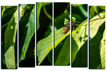 modular picture on white background, wasp on green leaves, wildlife.