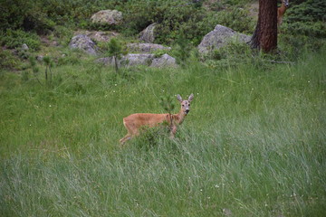 Reh, Rehbock, Wald, Lichtung, Gras, Wild, Geweih, Rotwild, Capreolus capreolus, Hirsch,...