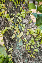 Tree bark