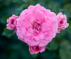 buds of pink blooming roses in the garden, green background