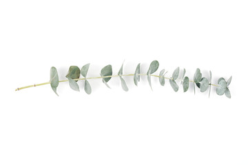 Eucalyptus on white background. Green branches,Flat lay top view, Wedding and home decoration...