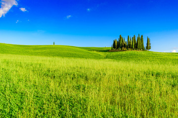 Group of italian cypresses near San Quirico d&acute;Orcia - aerial view - Beautiful landscape Scenery -  Val d&rsquo;Orcia, Tuscany, Italy