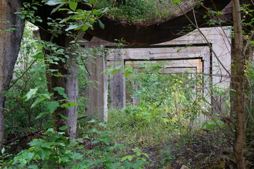 thickets on an abandoned factory