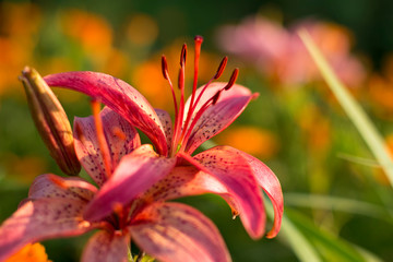 pink lily in garden