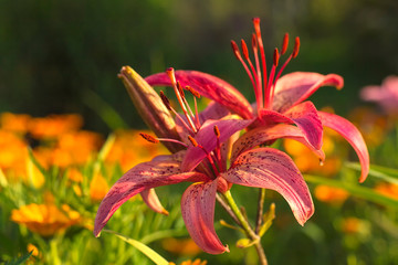flower pink Lily in garden