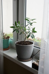Olive tree in a pot on the window