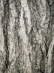 Tree bark textured and background. Cracked wood texture. Nature background and wallpaper.