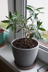 Olive tree in a pot on the window