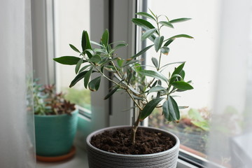 Olive tree in a pot on the window