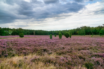 Schneverdingen Höpen
