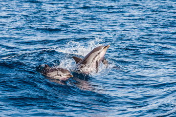 Delfine an der rauen Wasseroberfläche im blauen Meer © Flying broccoli