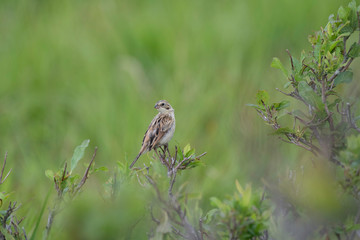 Gray-headed bunting juvenile in Kirigamine, Nagano prefecture, Japan