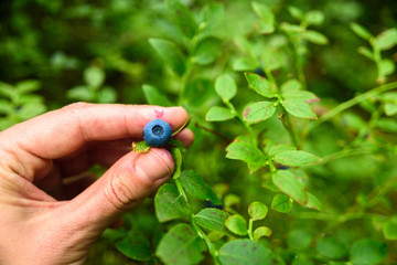 Woman hand picking wild blueberries from bush in forest