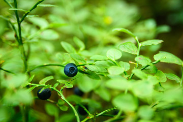 Growing wild blueberry on a bush in a forest